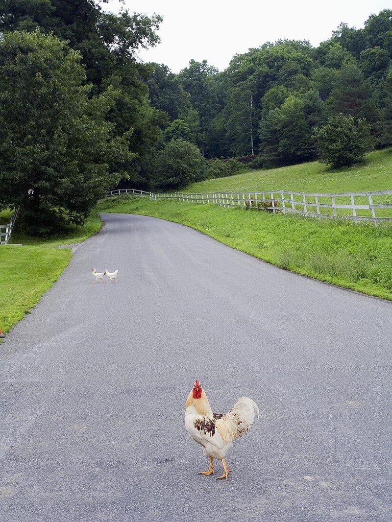 Chicken road casino, chicken road